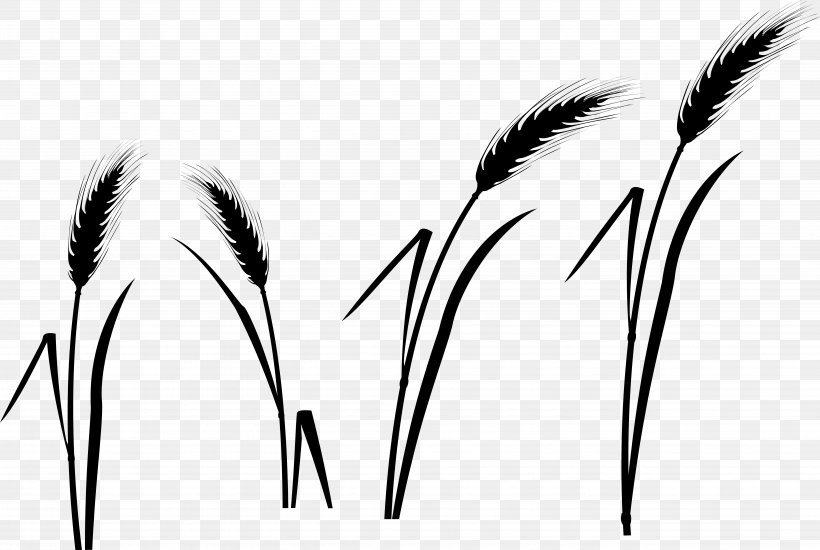 Grasses Black & White, PNG, 5143x3453px, Grasses, Black White M, Blackandwhite, Commodity, Elymus Repens Download Free