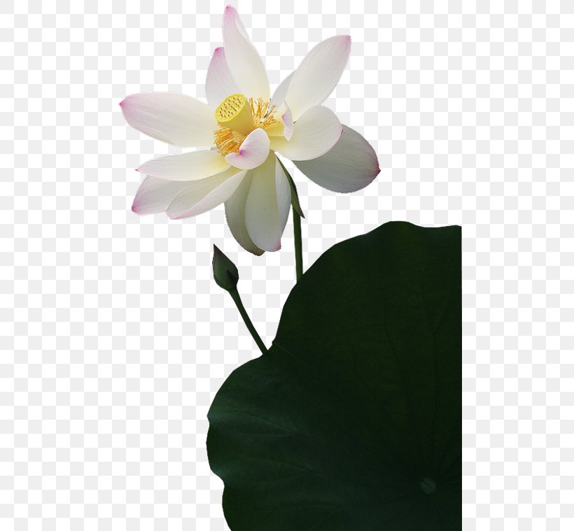 Image Clip Art Painting, PNG, 500x759px, Painting, Aquatic Plant, Art, Drawing, Flora Download Free