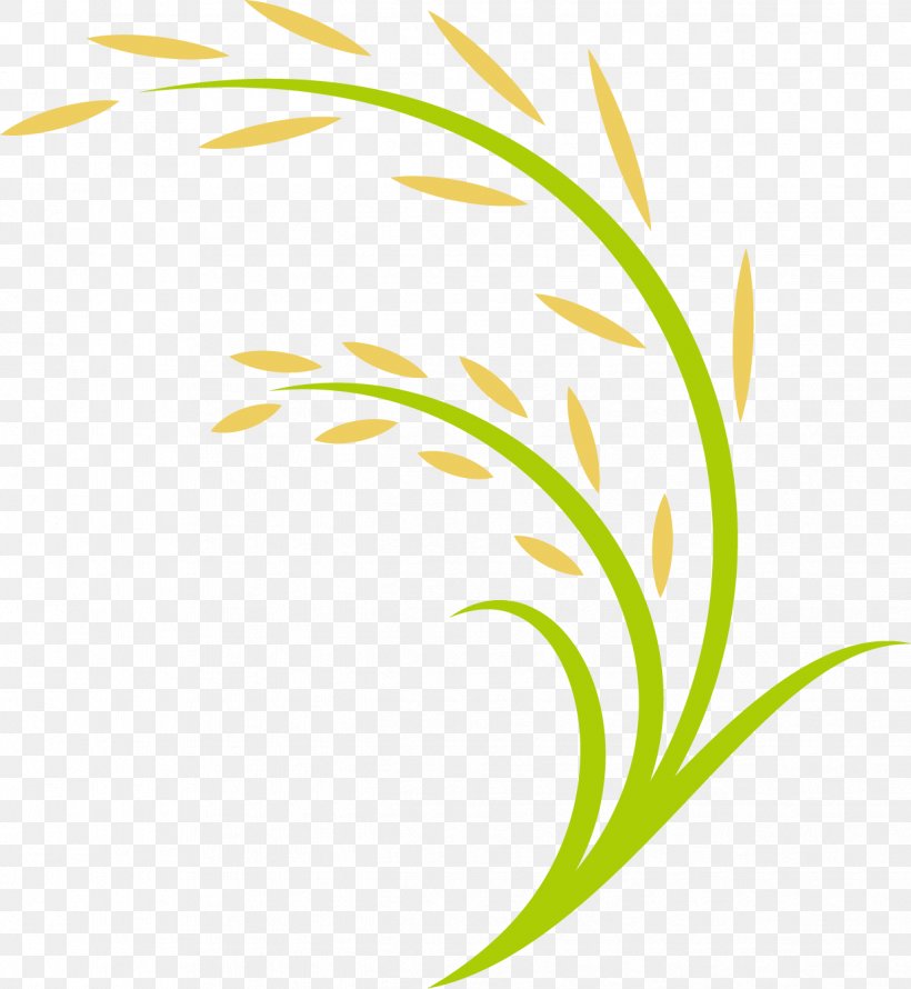 Rice Computer File, PNG, 1237x1343px, Rice, Area, Flower, Grass, Green Download Free
