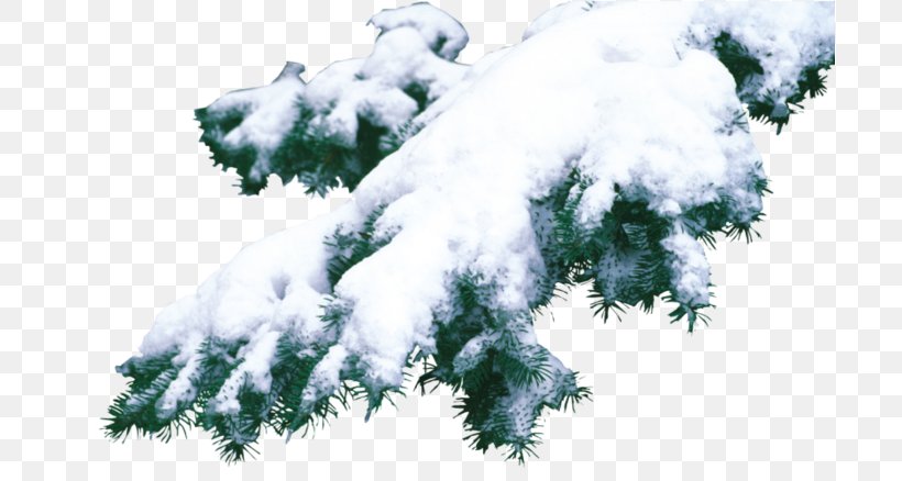 Spruce Fir Christmas Pine, PNG, 699x438px, Watercolor, Cartoon, Flower, Frame, Heart Download Free