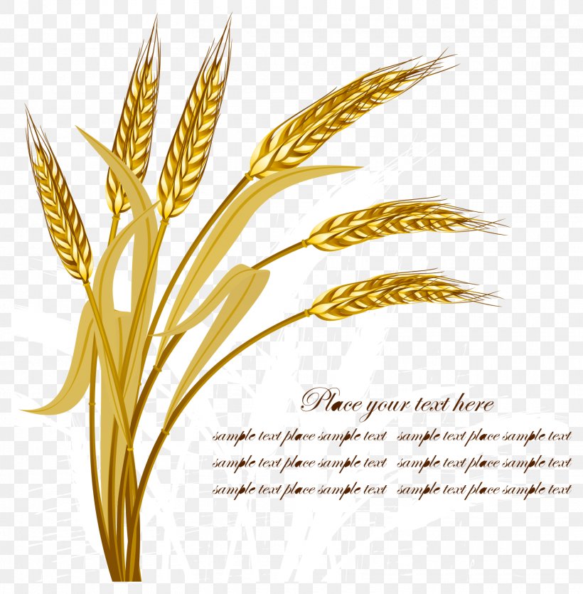 Wheat Harvest Crop, PNG, 1560x1589px, Emmer, Barley, Cereal, Cereal Germ, Commodity Download Free