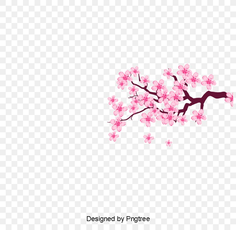Cherry Blossom Vector Graphics Clip Art, PNG, 800x800px, Cherry Blossom, Blossom, Branch, Cherries, Drawing Download Free