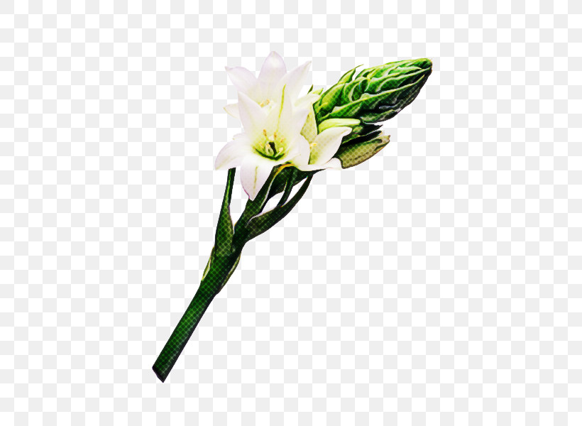 Floral Design, PNG, 600x600px, Flower, Cut Flowers, Easter Lily, Floral Design, Floristry Download Free