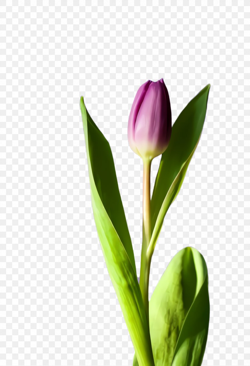 Flowers Cartoon, PNG, 1652x2420px, Tulip, Blossom, Bottle Crate, Bud, Cleaning Download Free