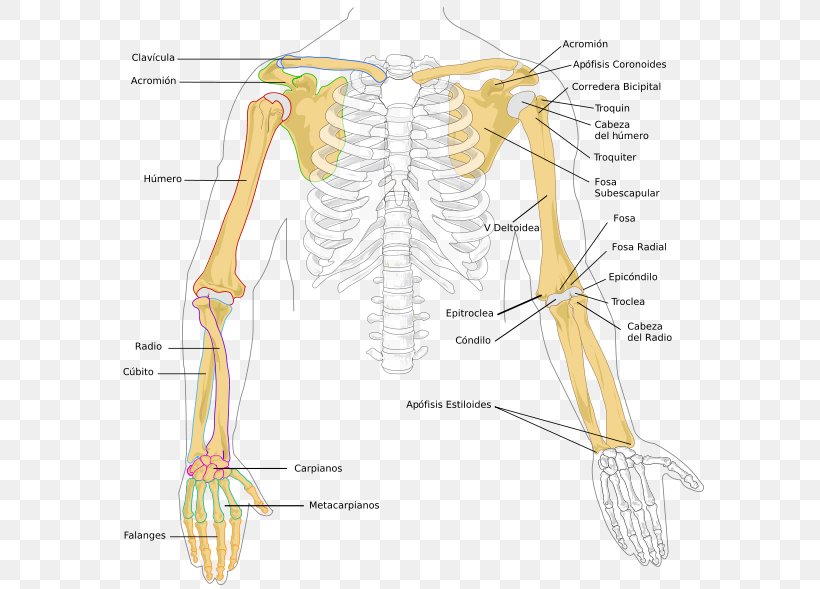 Forearm Radius Bone Anatomy, PNG, 596x589px, Watercolor, Cartoon, Flower, Frame, Heart Download Free