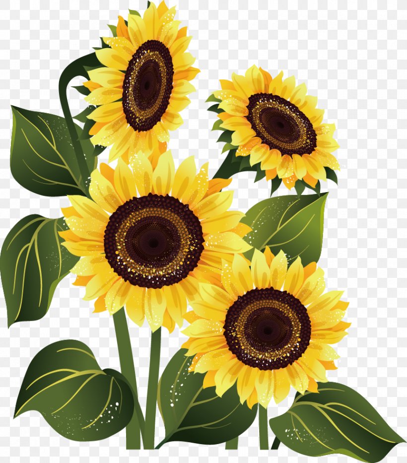 Stock Photography Common Sunflower, PNG, 862x981px, Photography, Can Stock Photo, Common Sunflower, Cut Flowers, Daisy Family Download Free