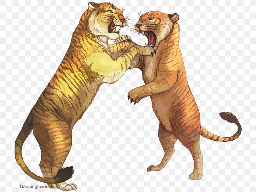 Tiger Lion Liger Tigon Drawing, PNG, 737x615px, Tiger, Art, Big Cat, Big Cats, Carnivoran Download Free