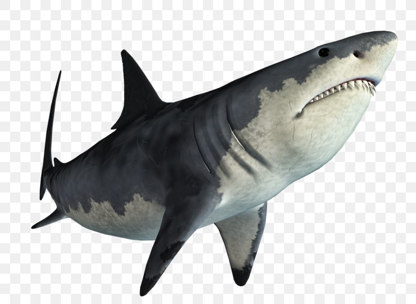 Tiger Shark Great White Shark Image, PNG, 800x600px, Tiger Shark, Carcharhiniformes, Cartilaginous Fish, Editing, Fauna Download Free