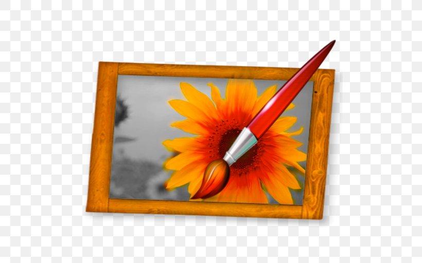 Transvaal Daisy Picture Frames Sunflower M Rectangle, PNG, 512x512px, Transvaal Daisy, Daisy Family, Flower, Flowering Plant, Gerbera Download Free