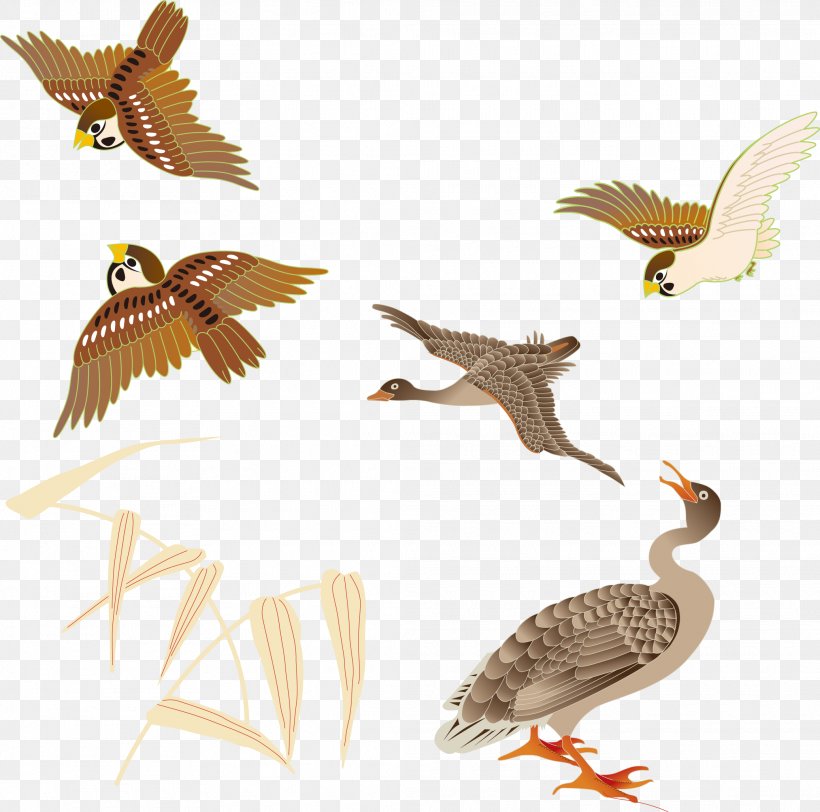 Bird Cygnini Swan Goose Sparrow Beak, PNG, 2075x2055px, Bird, Anatidae, Beak, Cygnini, Ducks Geese And Swans Download Free