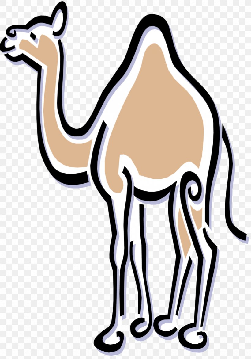 Clip Art Dromedary Royalty-free Benicia Historical Museum Image, PNG, 918x1312px, Dromedary, Animal Figure, Arabian Camel, Art, Art Museum Download Free