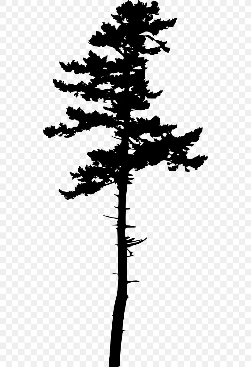 Information Clip Art, PNG, 538x1200px, Information, Black And White, Branch, Conifer, Conifer Cone Download Free