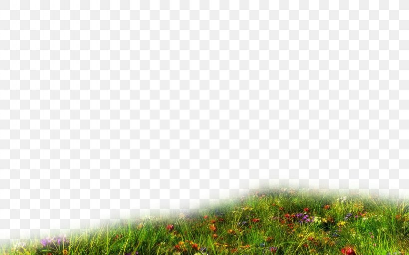 Lawn Land Lot Grassland Grasses Tree, PNG, 1280x800px, Lawn, Family, Field, Grass, Grass Family Download Free