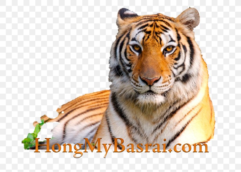 Lion Desktop Wallpaper High-definition Television Cat 1080p, PNG, 695x588px, 4k Resolution, Lion, Bengal Tiger, Big Cat, Big Cats Download Free