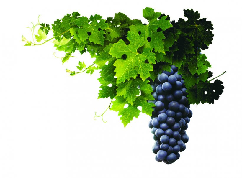 Wine Kyoho Grape Pie, PNG, 958x706px, Wine, Common Grape Vine, Flowering Plant, Food, Fruit Download Free