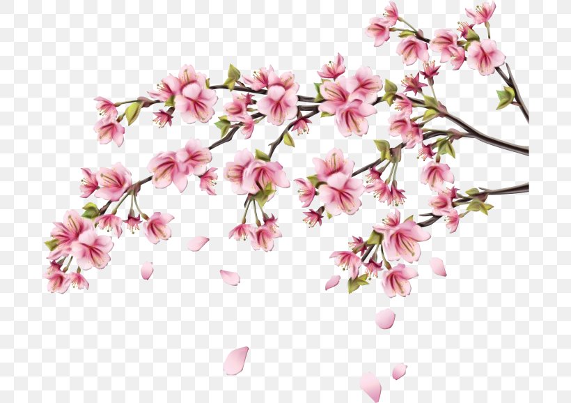 Cherry Blossom, PNG, 700x578px, Watercolor, Blossom, Branch, Cherry Blossom, Flower Download Free