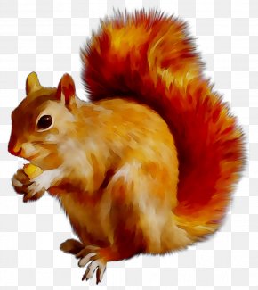 Chipmunk Rodent Tree Squirrel Sciurinae Fox Squirrel PNG