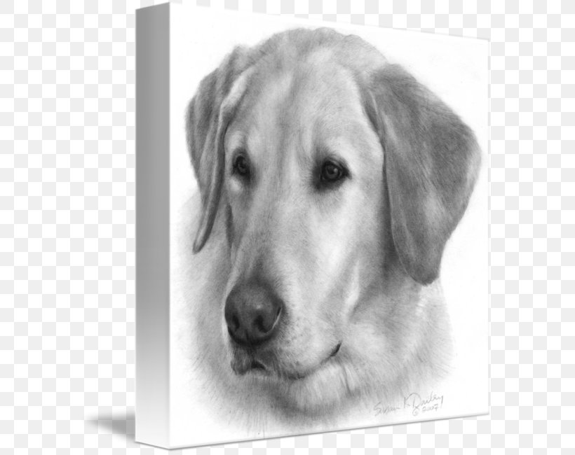 Labrador Retriever Golden Retriever Puppy Drawing, PNG, 589x650px, Labrador Retriever, Art, Black And White, Breed, Carnivoran Download Free