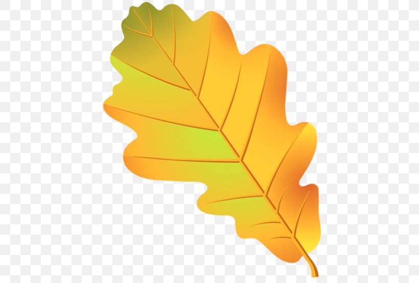 Leaf Oak Tree Acorn Drawing, PNG, 555x555px, Leaf, Acorn, Autumn Leaf Color, Branch, Coloring Book Download Free
