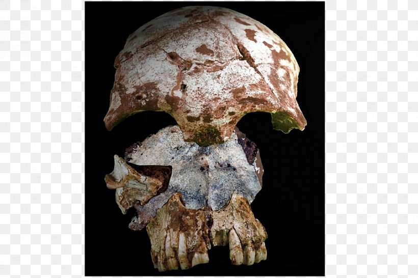 Neanderthal Early Human Migrations Anatomically Modern Human Bone Human Skeleton, PNG, 900x600px, Neanderthal, Anatomically Modern Human, Ancient Dna, Archaic Humans, Bone Download Free