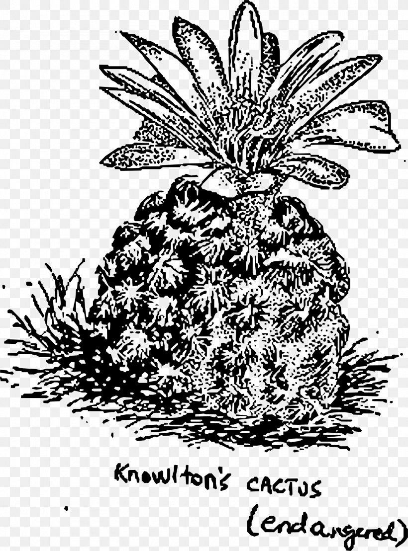 Plant Cactaceae Prickly Pear Saguaro, PNG, 1720x2327px, Plant, Art, Black And White, Cactaceae, Drawing Download Free