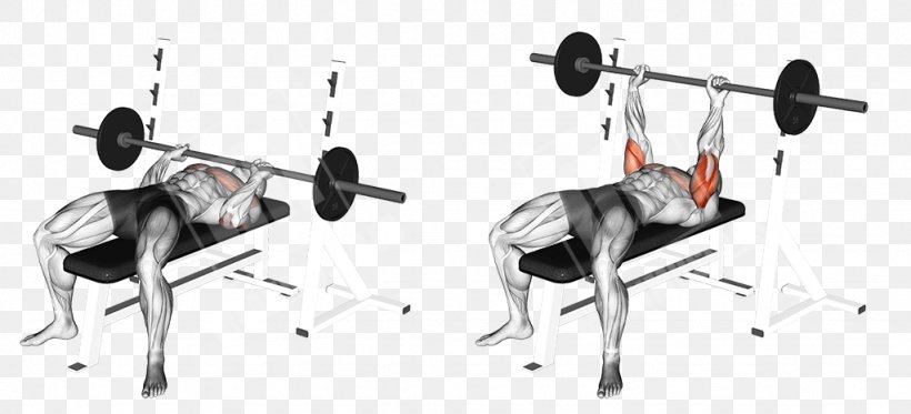 Bench Press Exercise Barbell Strength Training, PNG, 1024x466px, Bench, Arm, Barbell, Bench Press, Bodybuilding Download Free