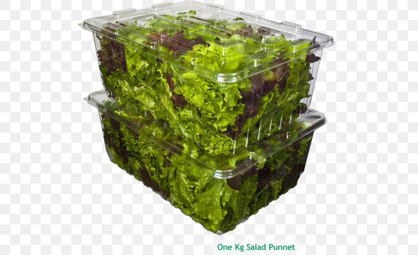 Lettuce Flowerpot Herb, PNG, 535x500px, Lettuce, Flowerpot, Herb, Leaf Vegetable, Plant Download Free