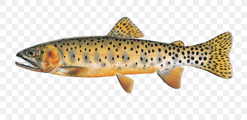 Mountains Cartoon, PNG, 800x400px, Trout, Arctic Char, Blackfoot River, Bonyfish, Brown Trout Download Free