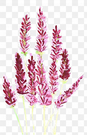 Plant Flower Grass Family Grass Purple Loosestrife PNG