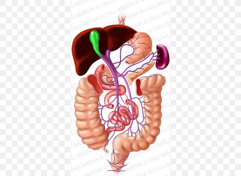 Portal Venous System Hepatic Portal System Portal Vein Human Digestive System, PNG, 600x600px, Watercolor, Cartoon, Flower, Frame, Heart Download Free