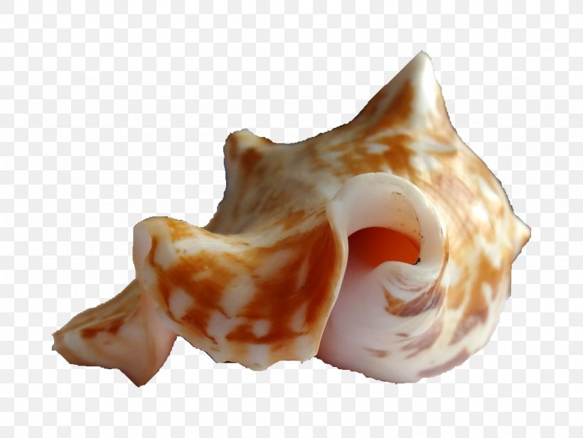 Sea Snail Seashell Shankha Caracola, PNG, 1024x771px, Snail, Animal, Caracola, Conch, Conchology Download Free