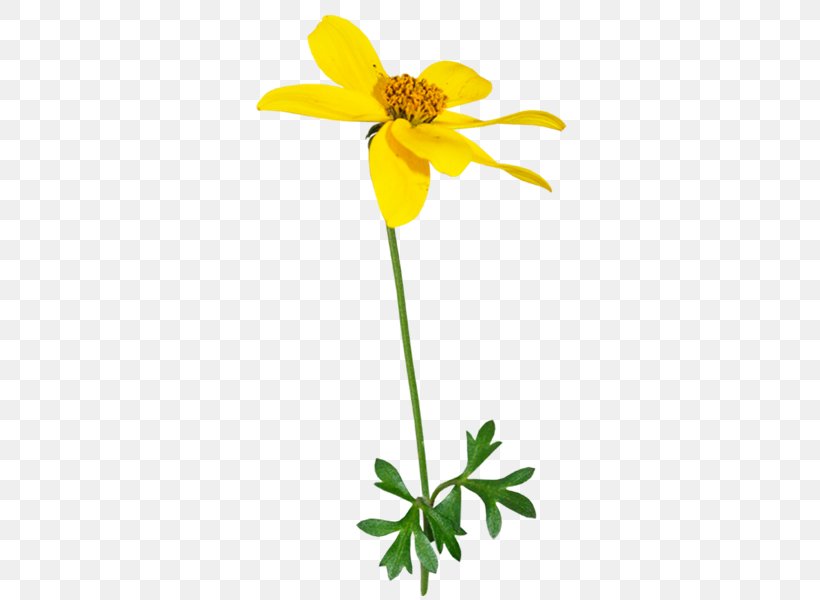 Wildflower Yellow Clip Art, PNG, 480x600px, Flower, Color, Cut Flowers, Daisy, Flora Download Free