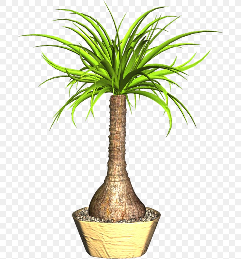 Coconut Flowerpot Houseplant Plant Stem, PNG, 702x884px, Coconut, Arecaceae, Arecales, Flower, Flower Bouquet Download Free