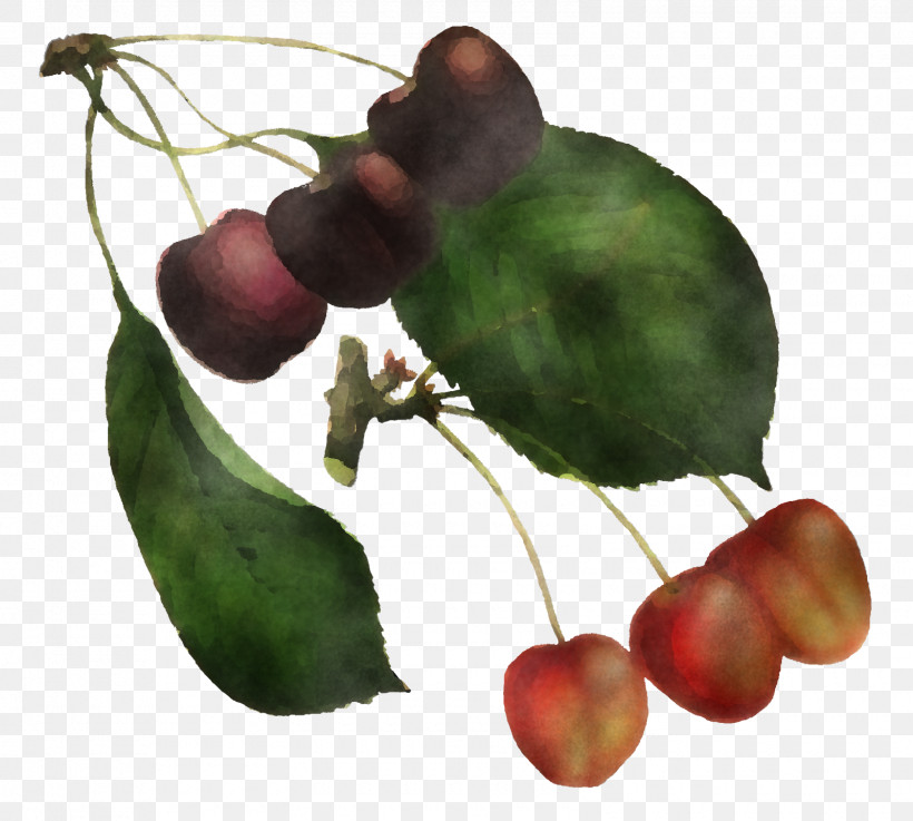 Leaf Plant Tree Fruit Woody Plant, PNG, 1600x1440px, Leaf, Accessory Fruit, Cherry, Flower, Food Download Free