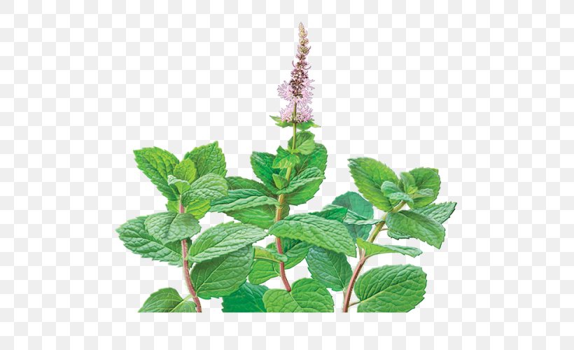 Tea Mentha Spicata Organic Food Peppermint Holy Basil, PNG, 500x500px, Tea, Flavor, Food, Green Tea, Herb Download Free