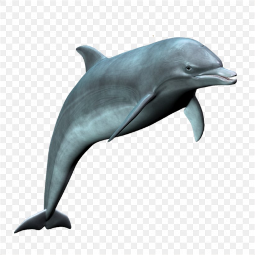Common Bottlenose Dolphin Wholphin Rough-toothed Dolphin Tucuxi Short-beaked Common Dolphin, PNG, 1773x1773px, Common Bottlenose Dolphin, Beak, Dolphin, Fauna, Github Download Free