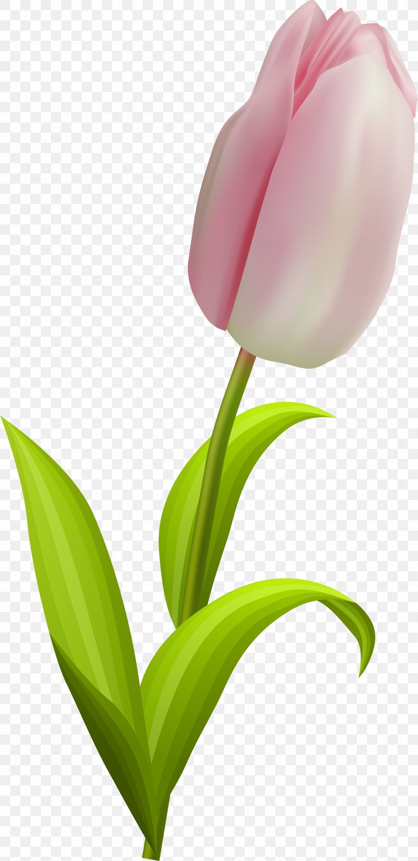 Cut Flowers Drawing Painting Clip Art, PNG, 3197x6585px, Cut Flowers, Art, Arumlily, Bud, Drawing Download Free