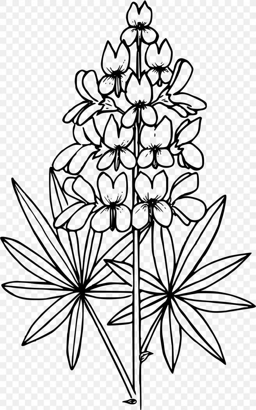 Drawing Lupine Line Art Clip Art, PNG, 1498x2400px, Drawing, Black And White, Branch, Color, Coloring Book Download Free
