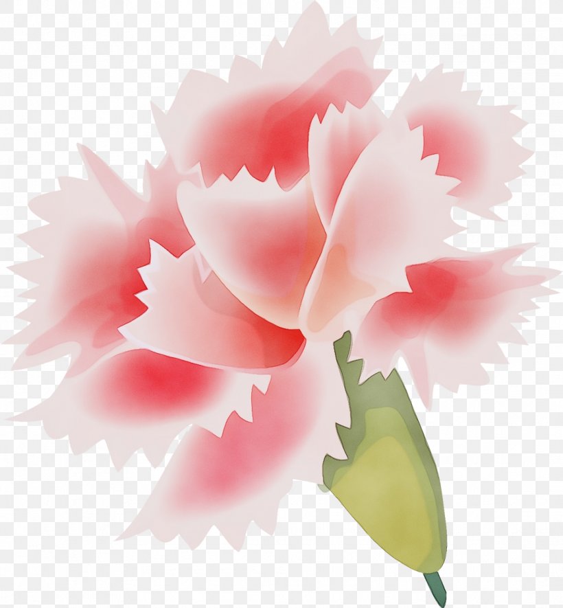 Flowering Plant Flower Pink Petal Plant, PNG, 1111x1200px, Watercolor, Carnation, Cut Flowers, Flower, Flowering Plant Download Free