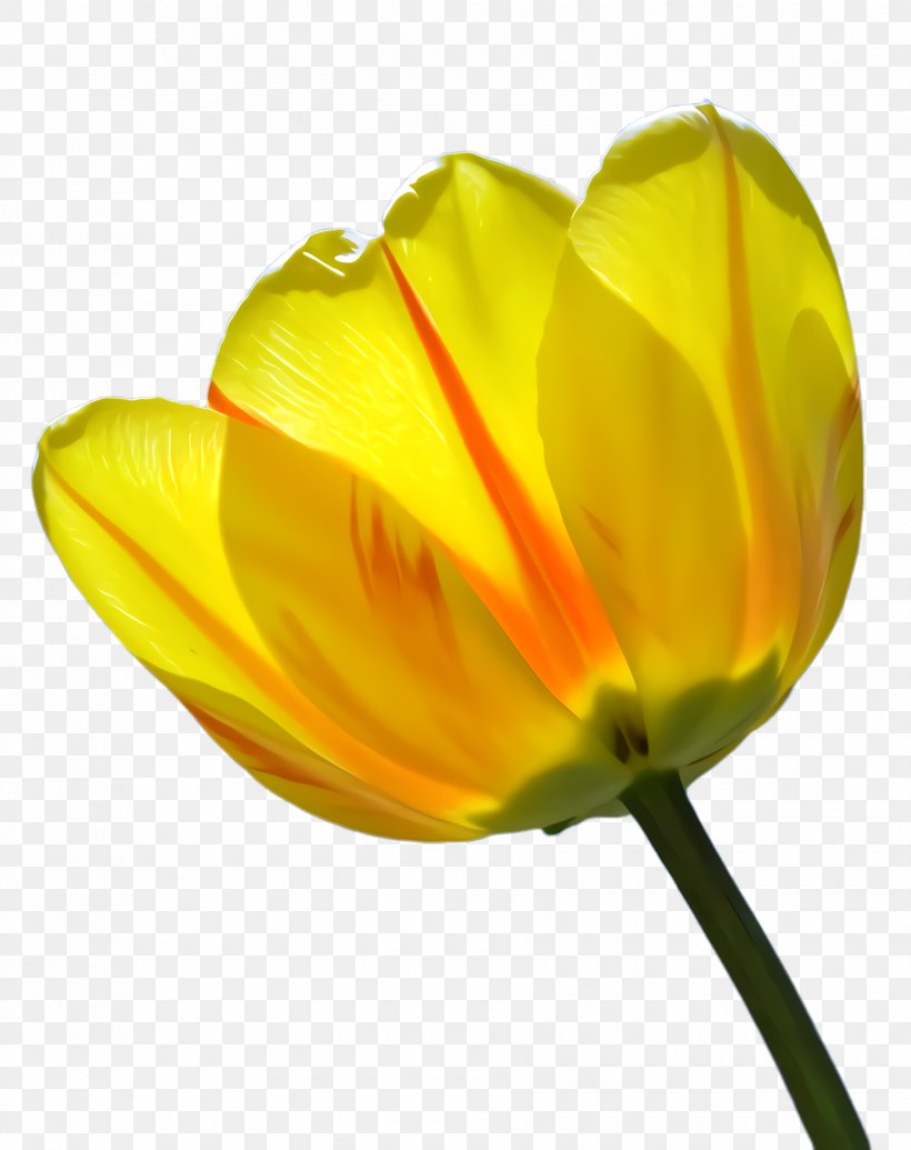 Flowers Background, PNG, 1780x2248px, Tulip, Blossom, Bud, Closeup, Cut Flowers Download Free