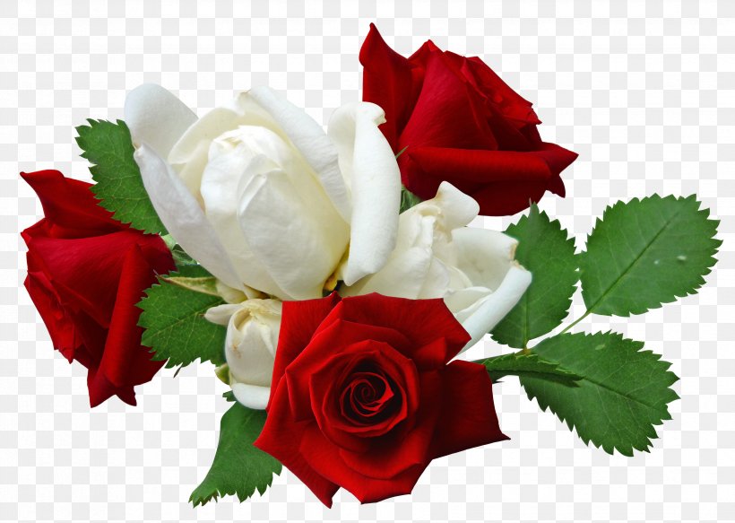 Rose Flower, PNG, 3304x2352px, Rose, Blue Rose, Color, Cut Flowers, Floral Design Download Free