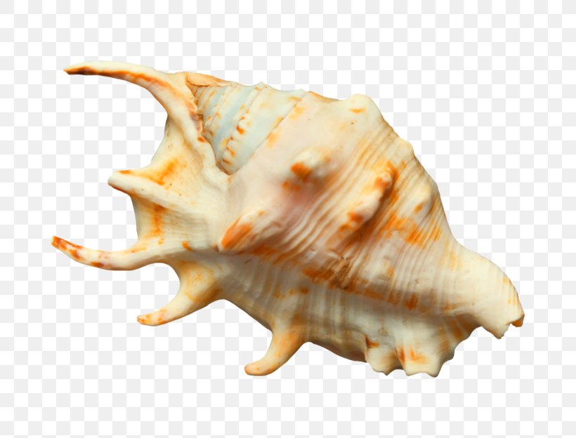 Seashell Conch Sea Snail, PNG, 800x624px, Seashell, Animal, Beach, Charonia Tritonis, Clams Oysters Mussels And Scallops Download Free