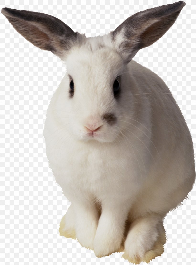 Easter Bunny Hare Domestic Rabbit European Rabbit, PNG, 1059x1436px, Easter Bunny, Domestic Rabbit, Ear, European Rabbit, Fauna Download Free