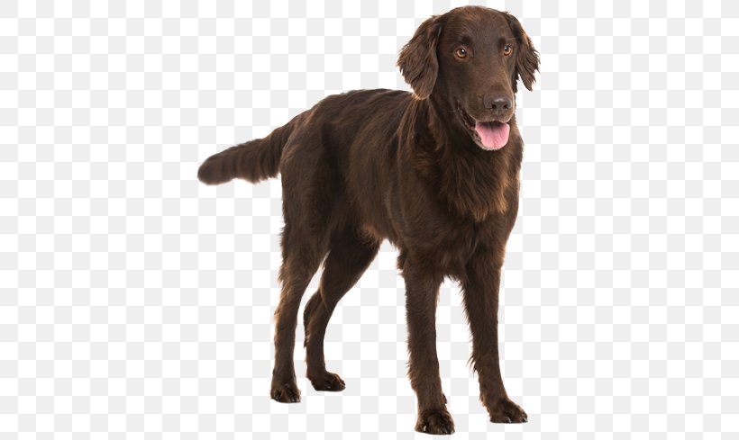 Flat-Coated Retriever Labrador Retriever Chesapeake Bay Retriever Dog Breed Golden Retriever, PNG, 567x489px, Flatcoated Retriever, Breed, Breed Standard, Carnivoran, Chesapeake Bay Retriever Download Free