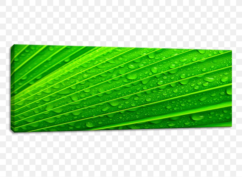 Plant Leaf Rectangle, PNG, 800x601px, Plant, Grass, Green, Leaf, Rectangle Download Free