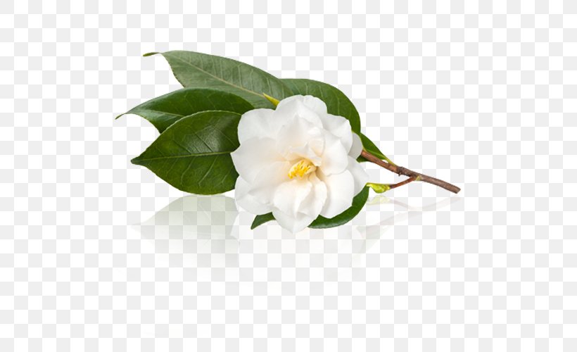 White Tea Camellia Sinensis Japanese Camellia Camellia Oleifera, PNG, 500x500px, Tea, Assam Tea, Camellia, Camellia Oleifera, Camellia Sinensis Download Free