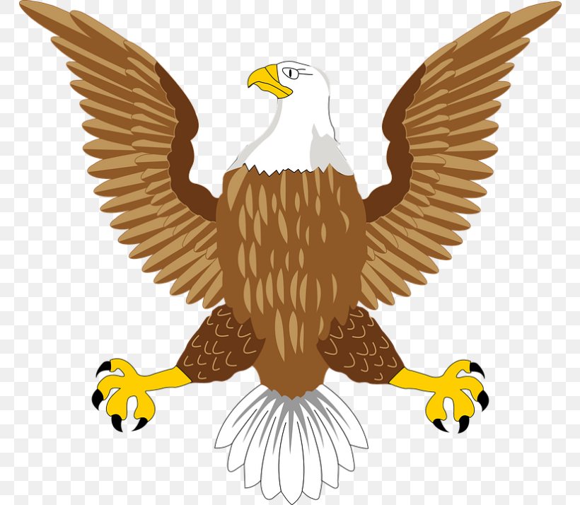 Bald Eagle Bird Hawk Clip Art, PNG, 768x714px, Bald Eagle, Accipitridae, Accipitriformes, Beak, Bird Download Free