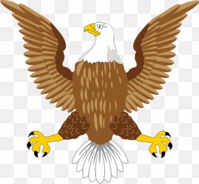 Bird - Bald Eagle Bird Hawk Clip Art PNG