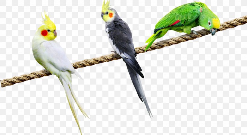 Budgerigar Parrot Cockatiel Lovebird, PNG, 1100x600px, Budgerigar, Beak, Bird, Bird Supply, Cockatiel Download Free