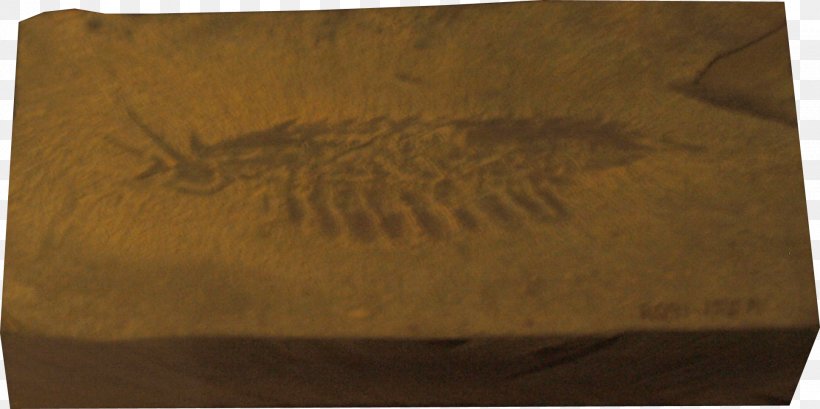 Burgess Shale Leanchoilia Cambrian Arthropod Anomalocaris, PNG, 1932x964px, Burgess Shale, Animal, Anomalocaris, Arthropod, Box Download Free